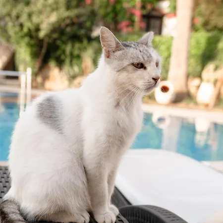 Mare Garden * Akyarlar